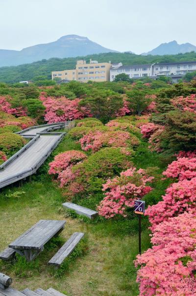 那須 in 2016　１　八幡のツツジ