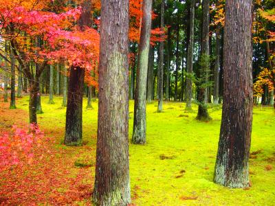 日田・いいちこ三和酒類・秋の「紅葉祭」～ちょっと寄り道してみました。