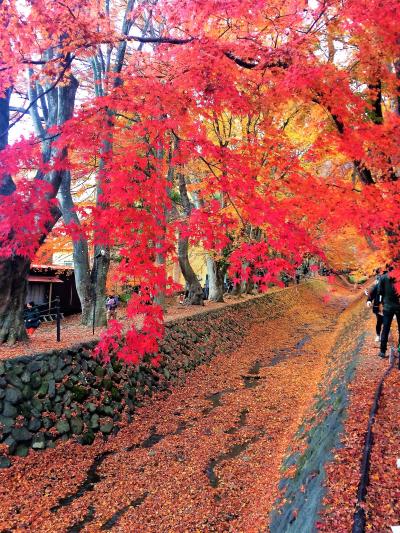 ＜1日目＞晩秋の山中湖子連れ旅行♪2泊のつもりが、大雪で3泊４日！