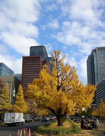 お気に入りの東京駅界隈と霞ヶ関で、黄葉を愛でました。