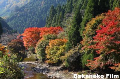 京都　宗蓮寺に行き、幻の沢ノ池にbakaneko散る