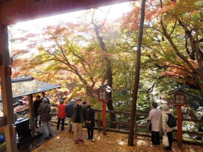 紅葉の等々力渓谷と東急電車撮り鉄の旅--轟く谷の上に不動たる錦秋の舞台があった！