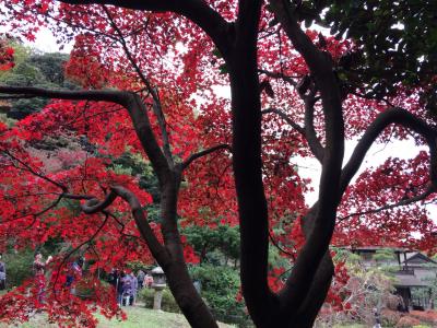 2016 三渓園の紅葉