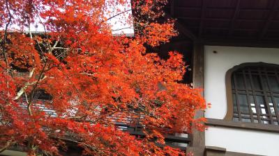 2016紅葉の旅～京都・今年はジャストタイミングで紅葉狩りの巻