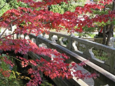 晩秋の西新井大師