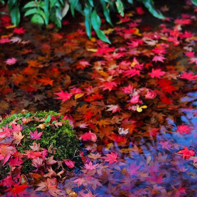 湖東三山を巡る紅葉日帰りドライブ in 滋賀★2016【滋賀】