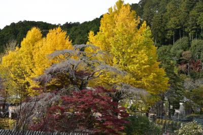 鳳来寺山もみじまつり 2016（愛知）