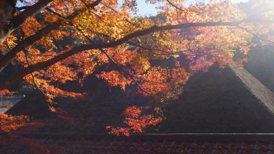 紅葉の香嵐渓　ギリギリで色とりどりの秋を満喫！