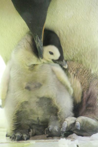 赤ちゃんズに会いたくて夜行バスで南紀白浜アドベンチャーワールド再び３泊２日（２）最強トリプル赤ちゃんズ特集：ジャイアントパンダ・エンペラーペンギン・レッサーパンダ親子に２日とも相好崩れる