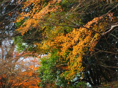 紅葉は過ぎたかな？　３３年に一度の御開扉の石山寺、それから岩間寺へ