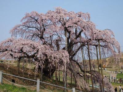 桜を追って・・・その１