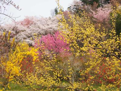 桜を追って・・・その２