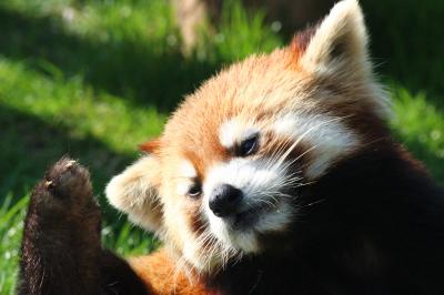 赤ちゃんズに会いたくて夜行バスで南紀白浜アドベンチャーワールド再び３泊２日（３）レッサーパンダ特集～２日目はshimahukurouさんと一緒：ウェルカムルームのキラリちゃんと屋外のシンシンくん・后ちゃん・マルルくん・ココロくん～マルルくんとココロくんまのぱっちりおめめが撮りたい！