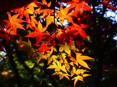 三溪園の紅葉は、京都に負けてなかったですよ!