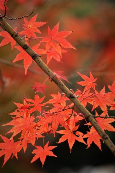 約６００本の紅葉が鮮やかな須磨離宮公園