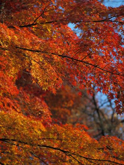 グラデーションが美しい、竜田川公園の紅葉　2016_12_2　まだ見頃です