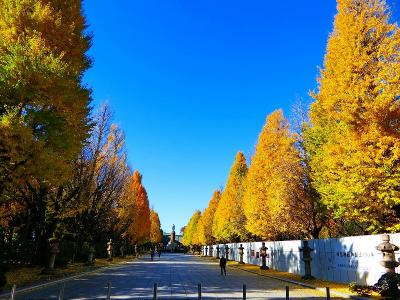 靖国神社の黄葉