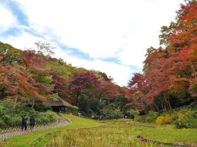 明治神宮御苑の紅葉_2016_見頃を過ぎていた（渋谷区・代々木）