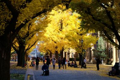 　足ならし　黄葉の東京大学を行く　上