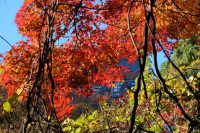 足ならし　黄葉　紅葉　の東京大学　学食が美味かった。。下