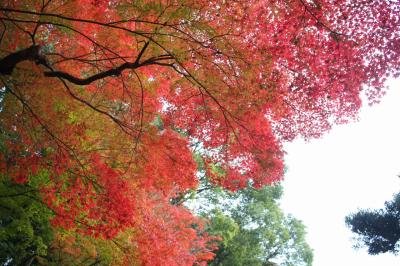 色づきはじめた紅葉狩りへ~京都 平安神宮 金戒光明寺そして鞍馬口通りをお散歩