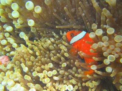 4日目　中の島ビーチ