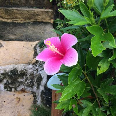 結婚10周年記念八重山の旅。①  ～石垣島 niko stay 泊～