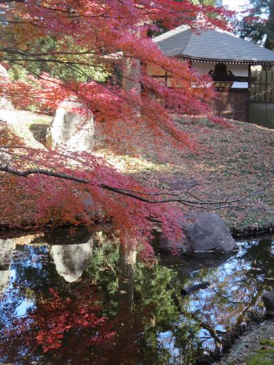 今年3度目の九品仏浄真寺やっと綺麗な紅葉が見れました＆三渓園の紅葉　どっちが綺麗？