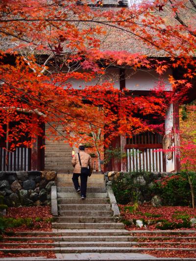 2016年最後の紅葉は嵯峨野常寂光寺で。
