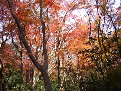 鎌倉 天園紅葉を見に行きました