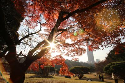 薄曇りの中で３色に輝く新宿御苑の紅葉ハイシーズン2016（後編）下の池の水鏡の世界から日本庭園入口付近と新宿門の紅葉トンネルまで