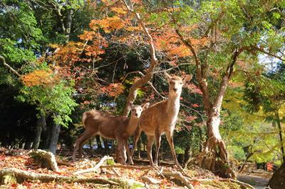 奈良紅葉2016