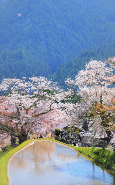 2016 お花見 （三多気の桜 編）