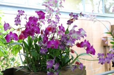 夏の沖縄２０１４・・・三日目①（ビオスの丘）