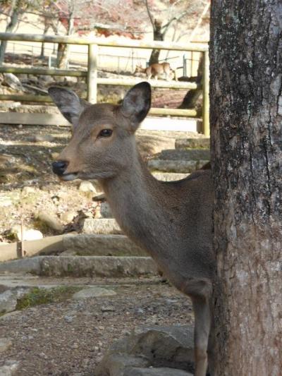 奈良町～東大寺～春日大社を訪ねて