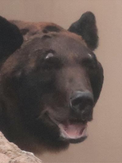 上野動物園-2　東園ひとめぐり　ヒグマ・ライオン・アシカなど　☆ライチョウの繁殖研究も