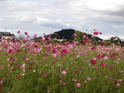 藤原京祉～キトラ古墳～高松塚古墳。。。 飛鳥の秋を満喫(1)