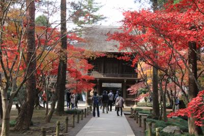 新座市　平林寺　　念願の紅葉寺は平日も人でいっぱい！　癒しの雑木林にどっぷり浸った3時間