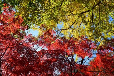 【東京散策58】 晩秋の紅葉を見に六義園と旧古河庭園に行ってみた