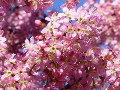 都内でヒマラヤ桜めぐり2016年冬