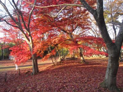 紅葉の上田・小諸