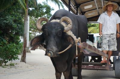 201612 石垣島3泊4日の旅 1日目 （竹富島に行ってみた編）