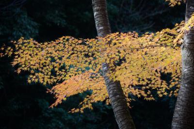 犬山寂光院の紅葉