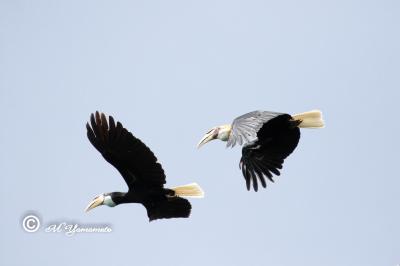 ウォーレシア探鳥記（ハルマヘラ島）