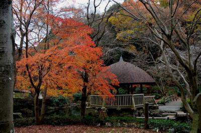 川崎・東京　紅葉巡り　東高根森林公園、かぶと塚ふれあいの樹林、水元公園