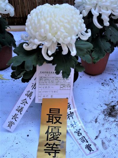 笠間-6　笠間の菊まつり　〔最優等の菊大輪〕　秀作勢揃い　☆丹精した姿形