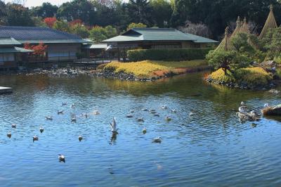 初冬の陽だまりの暖かさ　残り紅葉の白鳥公園♪