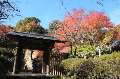 北鎌倉　紅葉めぐりは相変わらず駆け足で！(2016年)