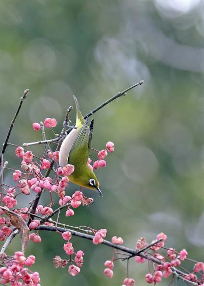 野鳥撮影記録（２０１６年１２月その８）公園はしご