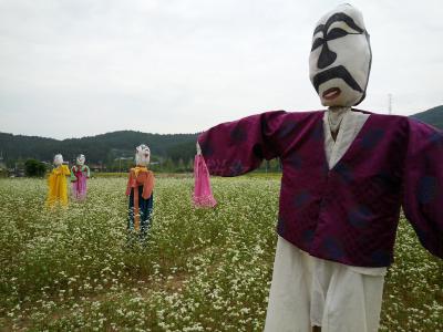 無計画が故の前途多難な旅となった亀尾のコスモス祭り